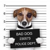 brown and white dog posing for a mugshot holding a black sign saying BAD DOG, 230573, POLICE DEPT.